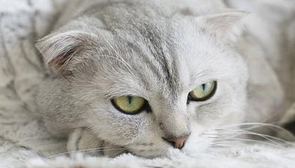 【欧冠】卢卡库双响达米安建功 国际米兰3比2门兴