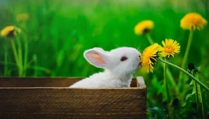 世界杯赛事直播官网app下载最新版-【欧冠前瞻】大巴黎死斗曼联 黄蜂蓝鹰携手出线？